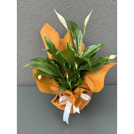 SAKSIDA BEYAZ SPATİFİLYUM